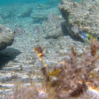 Digital Health: Key Knowledge in Digital Health Immersion Course - 3rd Edition